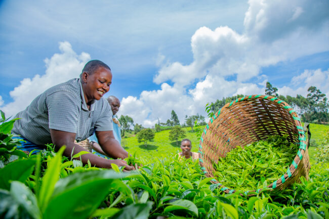 WORKERS OF SMALL HOLDERS PROJECTS-MAKOMBOKI VSLA FARMERS AND WOR